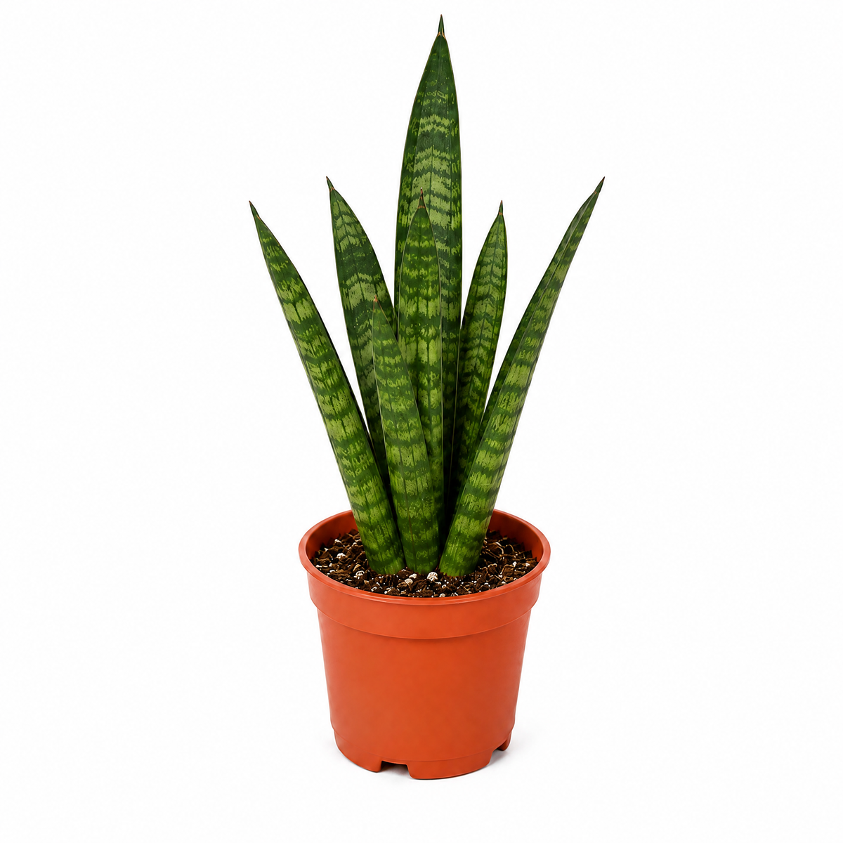 A snake plant with upright green leaves banded in creamy yellow, in a pot.