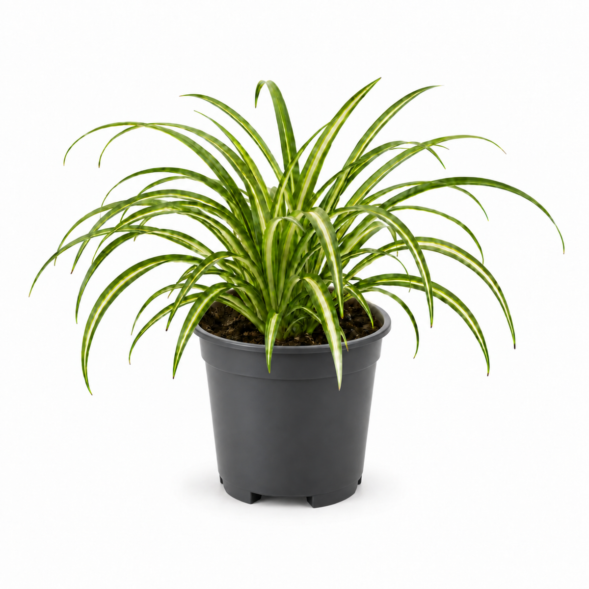 Spider plant with trailing green and white striped leaves.