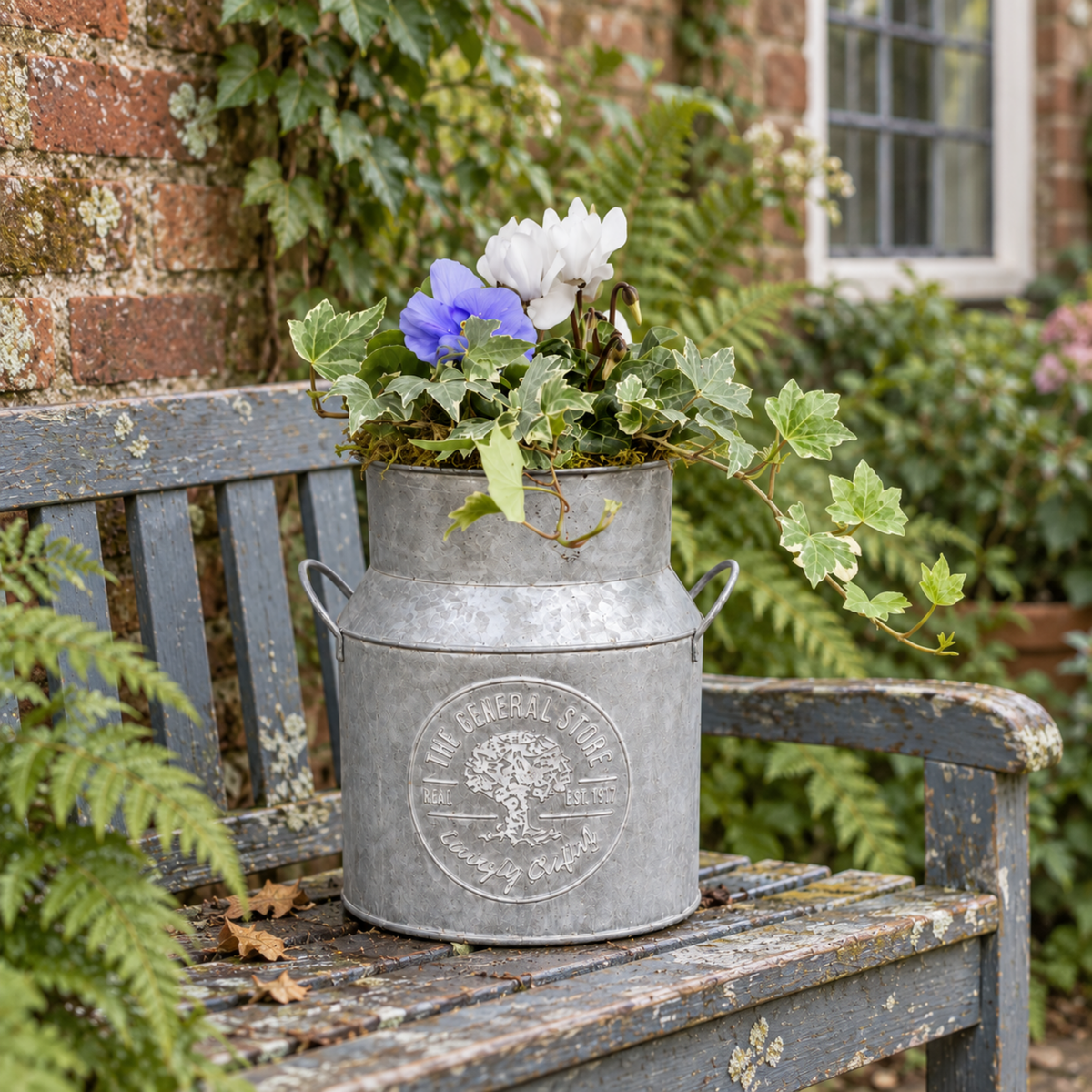 A milk churn planter filled with white cyclamen, pansies and trailing green ivy.