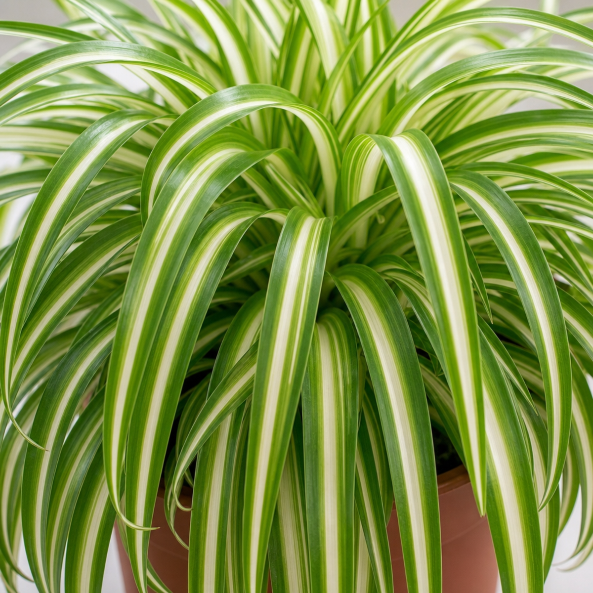 Variegated Spider Plant with creamy-white and green striped trailing leaves.