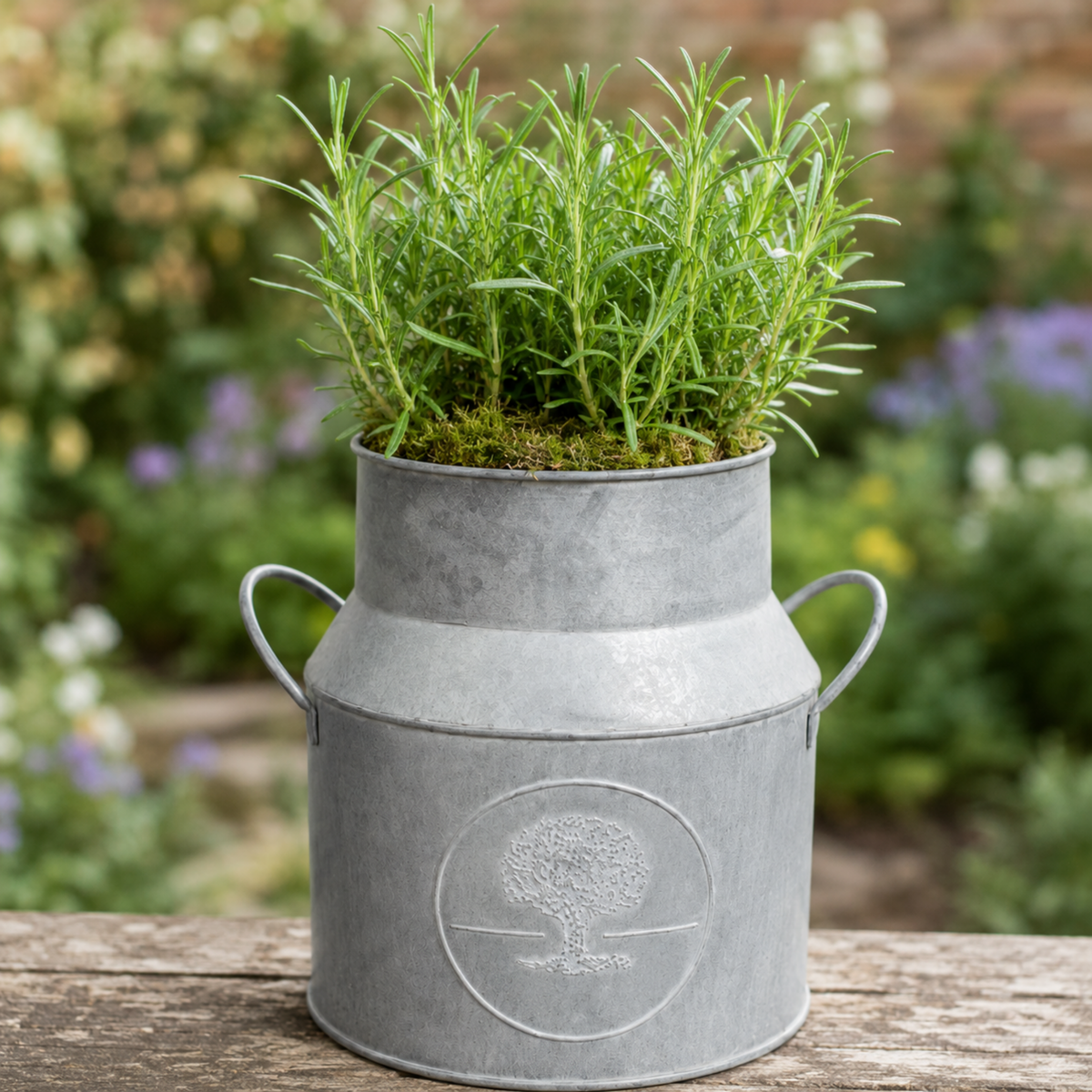 Green rosemary herb in pre-planted decorative milk churn planter