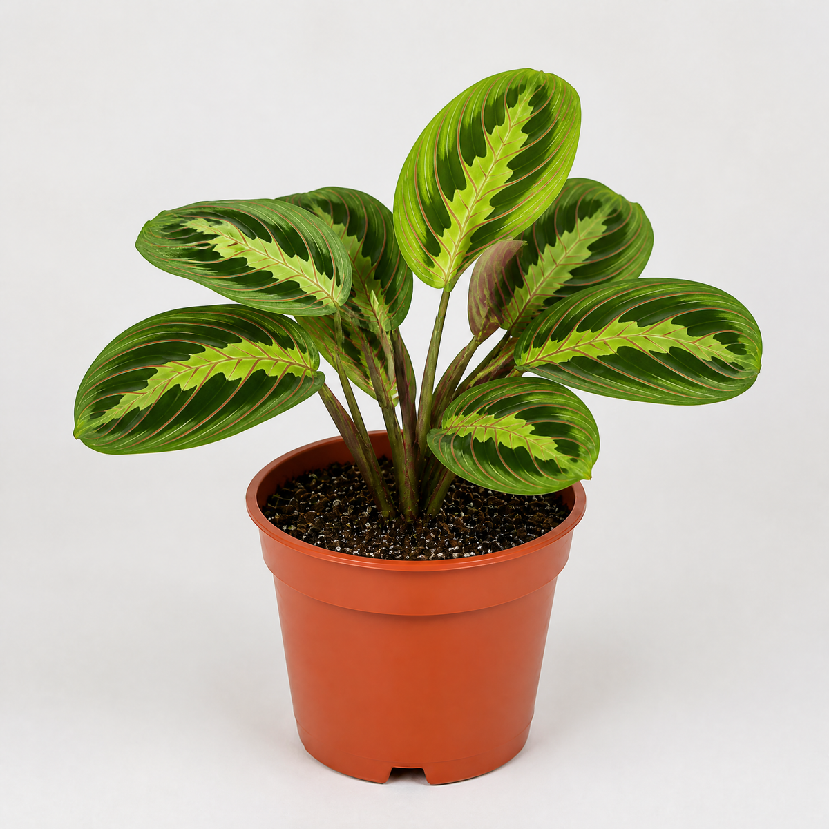 Maranta Lemon Lime Prayer Plant with lime green and yellow striped foliage.