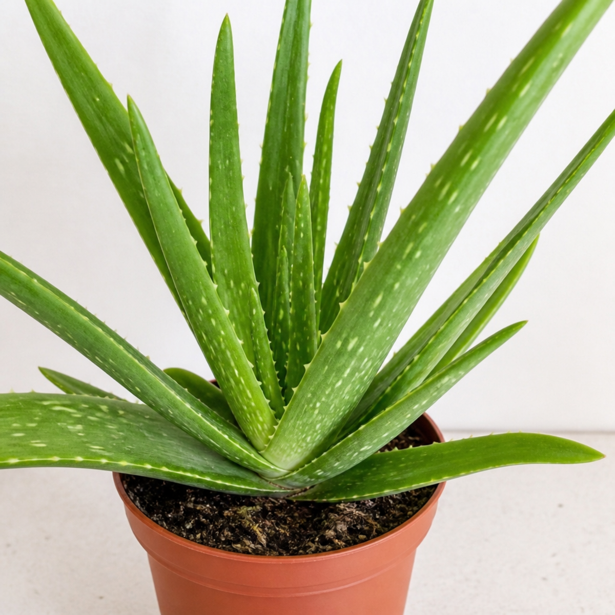 Aloe vera plant with thick, fleshy green leaves in a pot.