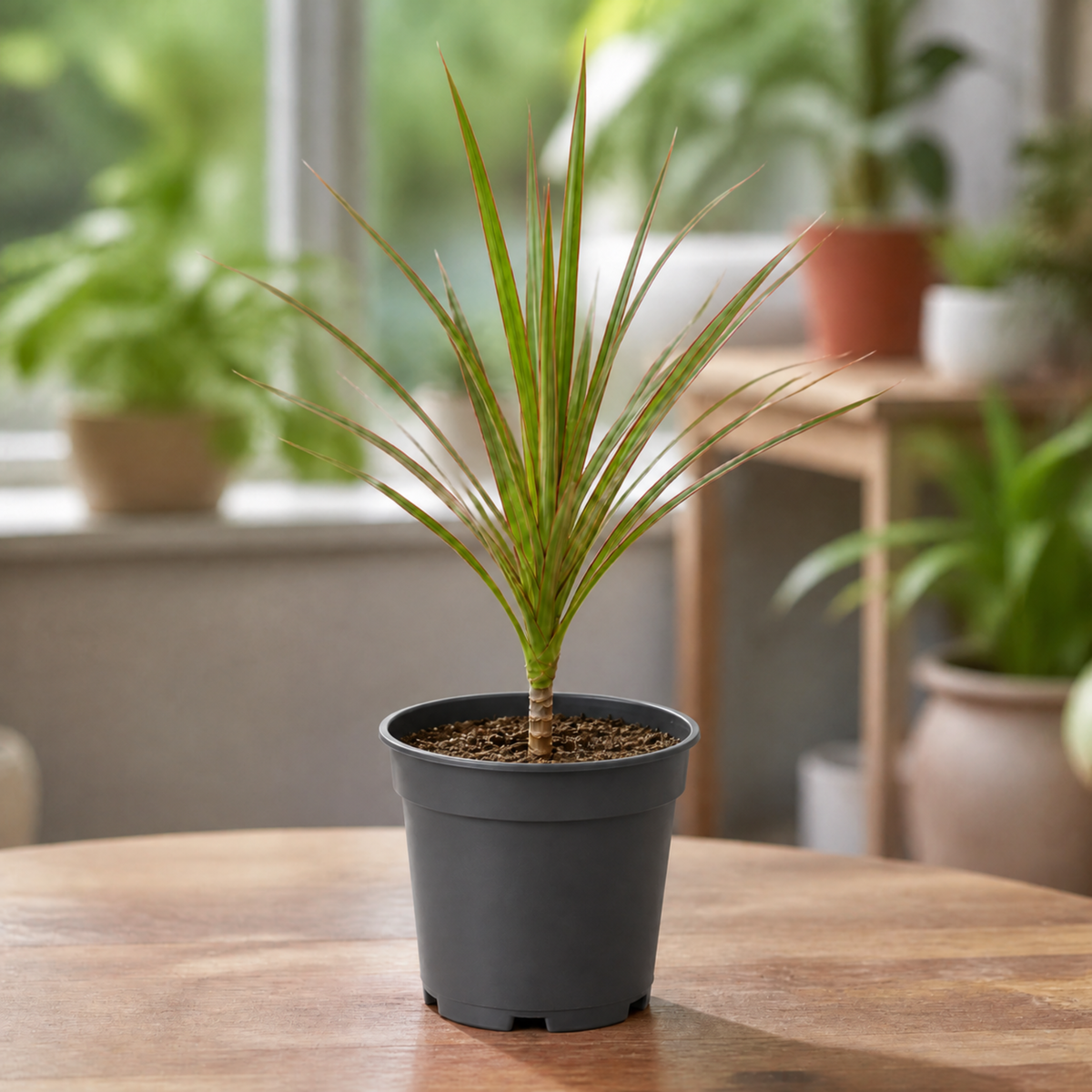 Dracaena marginata Dragon Tree houseplant with green, red-edged arching leaves.