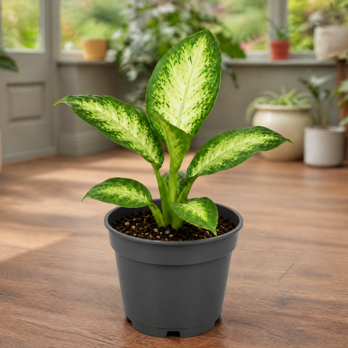 Dieffenbachia Dumb Cane houseplant with cream and green variegated leaves.