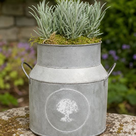 Purple lavender flowers in milk churn planter with moss finish