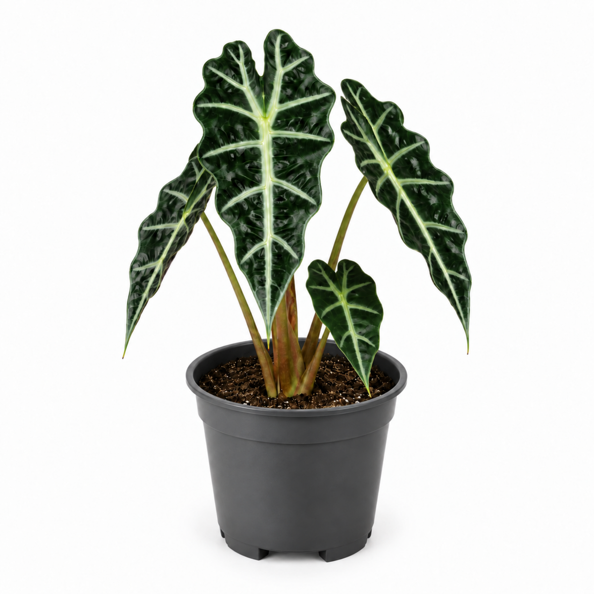 Alocasia Polly elephant's ear houseplant with dark green glossy leaves and pale veins.