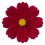 Set of 3 or 6 Large Plants - Cosmos Apollo Carmine, Ready to Plant in Your Garden, Peat-Free