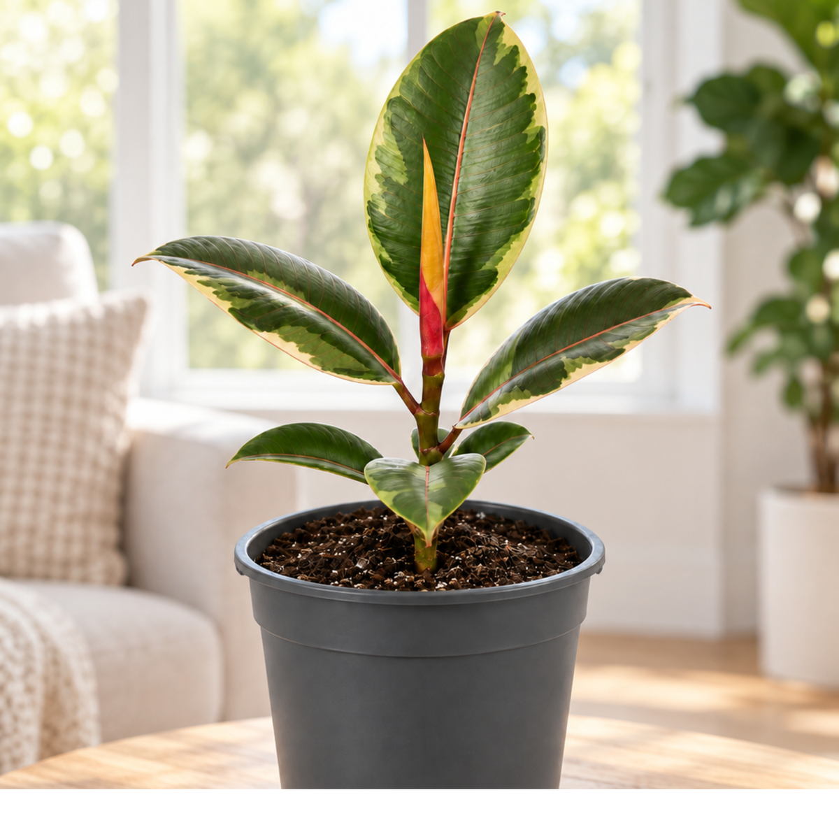 Ficus elastica 'Belize' rubber plant with glossy green, pink-red marked leaves.