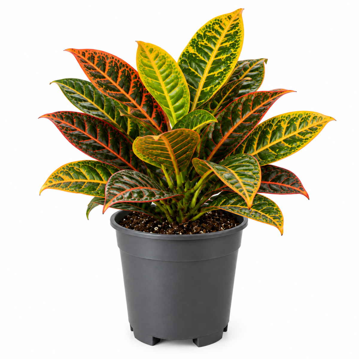 Croton 'Petra' houseplant with red, orange, yellow and green variegated leaves.
