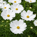 Cosmos Apollo White Plants (Set of 3 or 6)