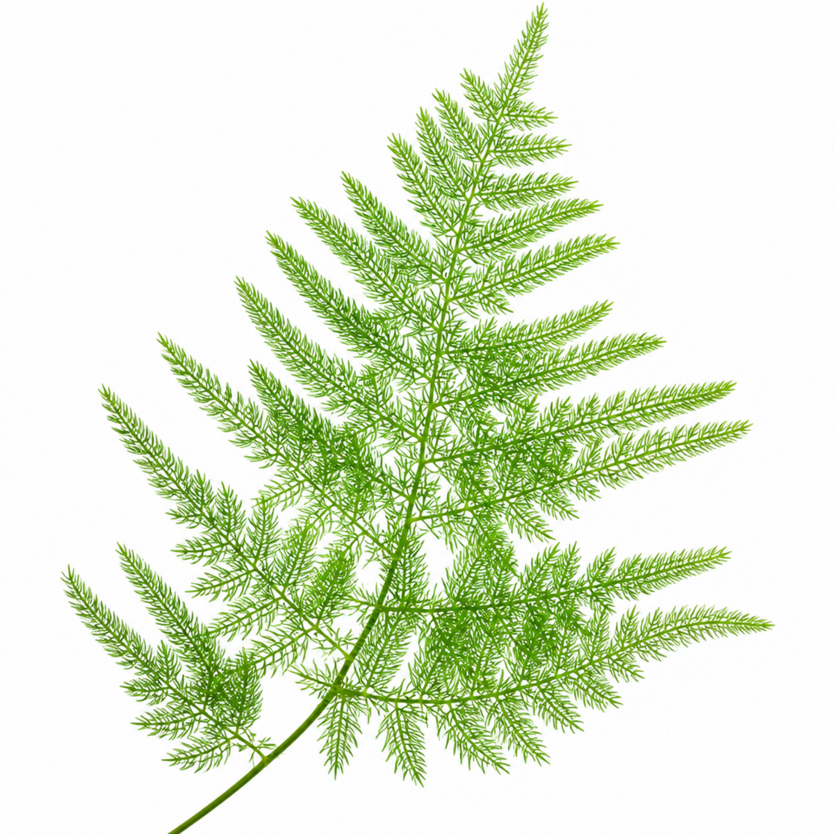 A green asparagus fern houseplant with feathery, bright green foliage in a pot.