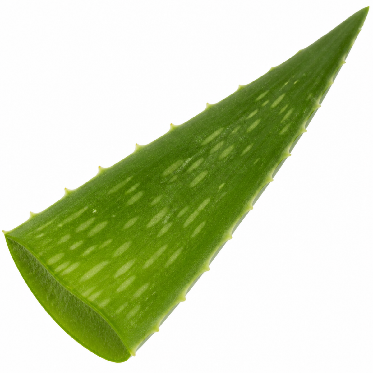 Aloe vera plant with thick, fleshy green leaves in a pot.