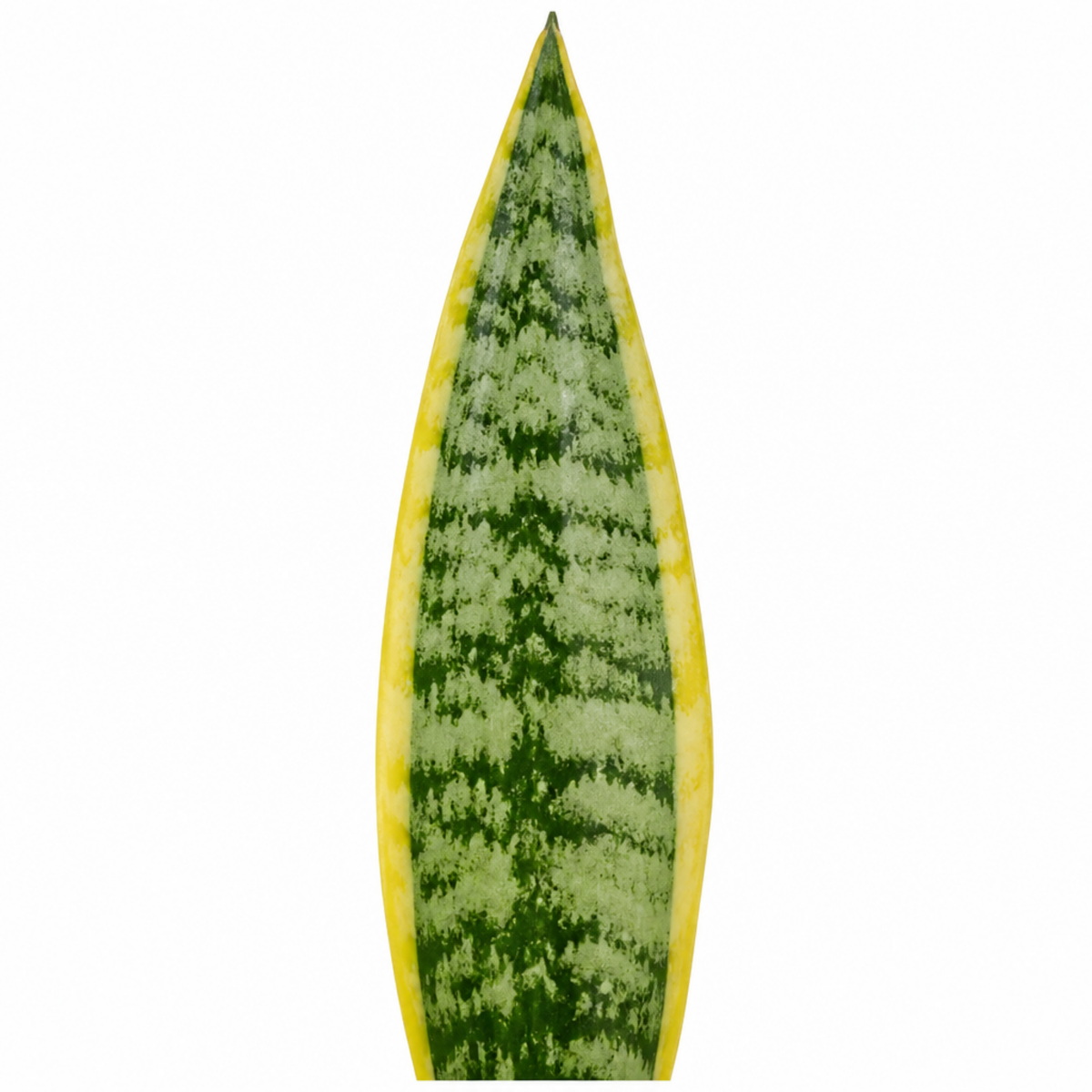 A variegated snake plant with dark green and yellow upright leaves in a pot.