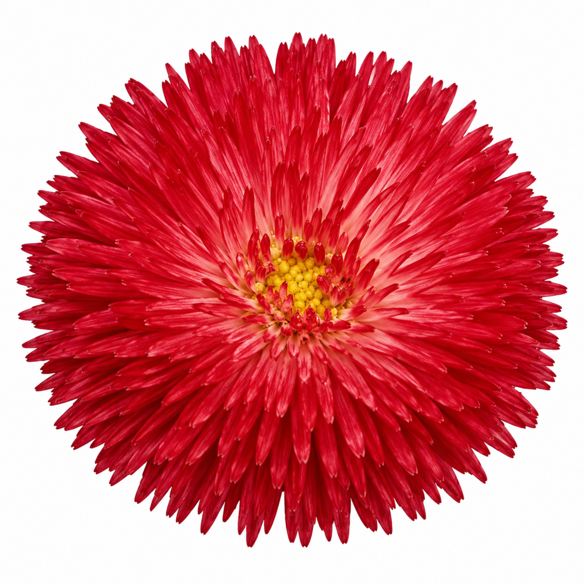 Red double pompom Bellis daisy flowers above bright green leaves.
