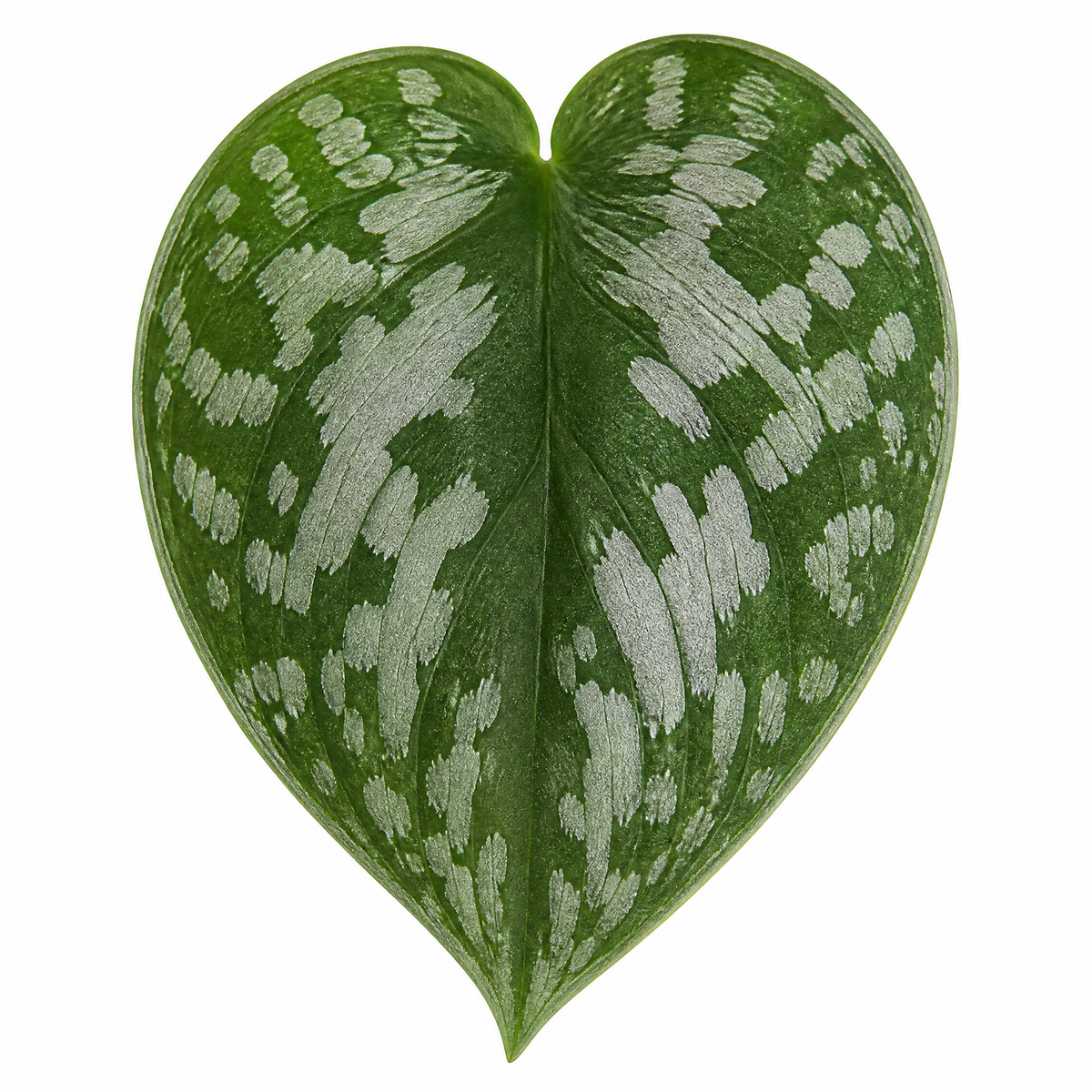 Satin Pothos houseplant with silver-variegated green trailing leaves.