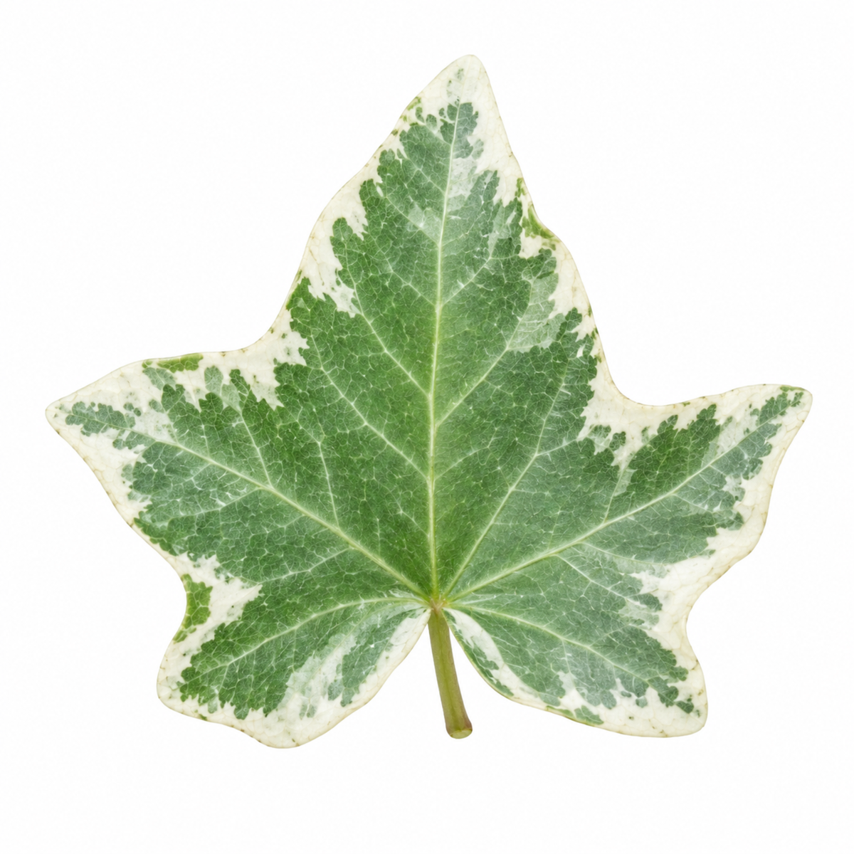 Trailing ivy leaves in green with silver and white variegation