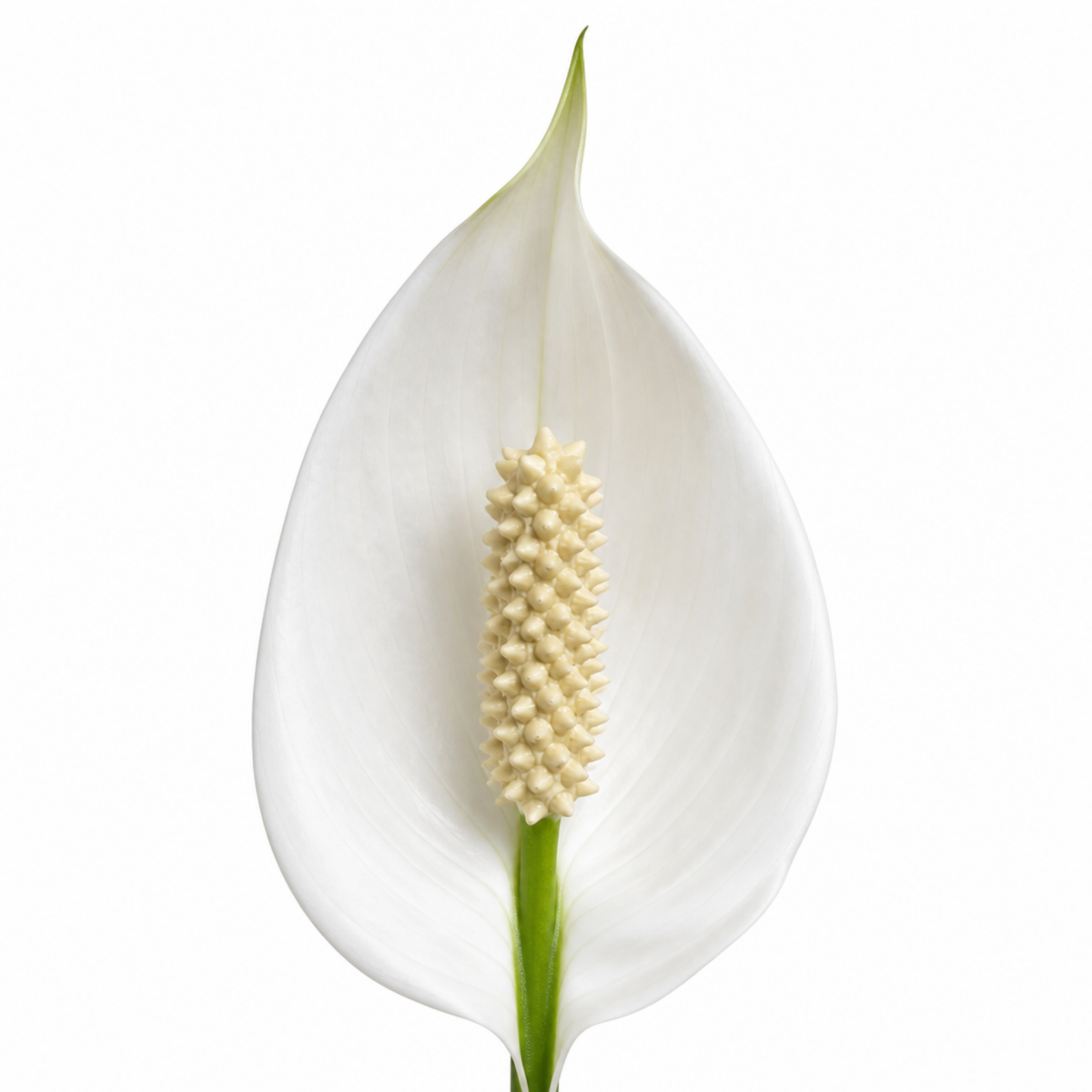 A peace lily houseplant with glossy green leaves and white flowers in a pot.