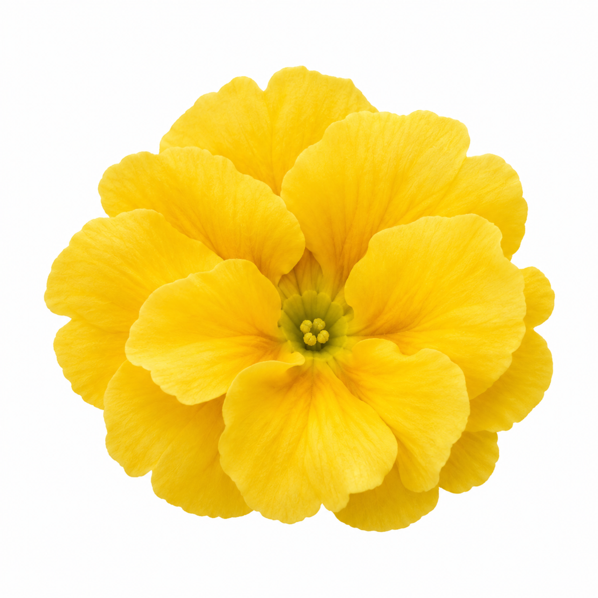 Bright yellow polyanthus flowers with green crinkled leaves.