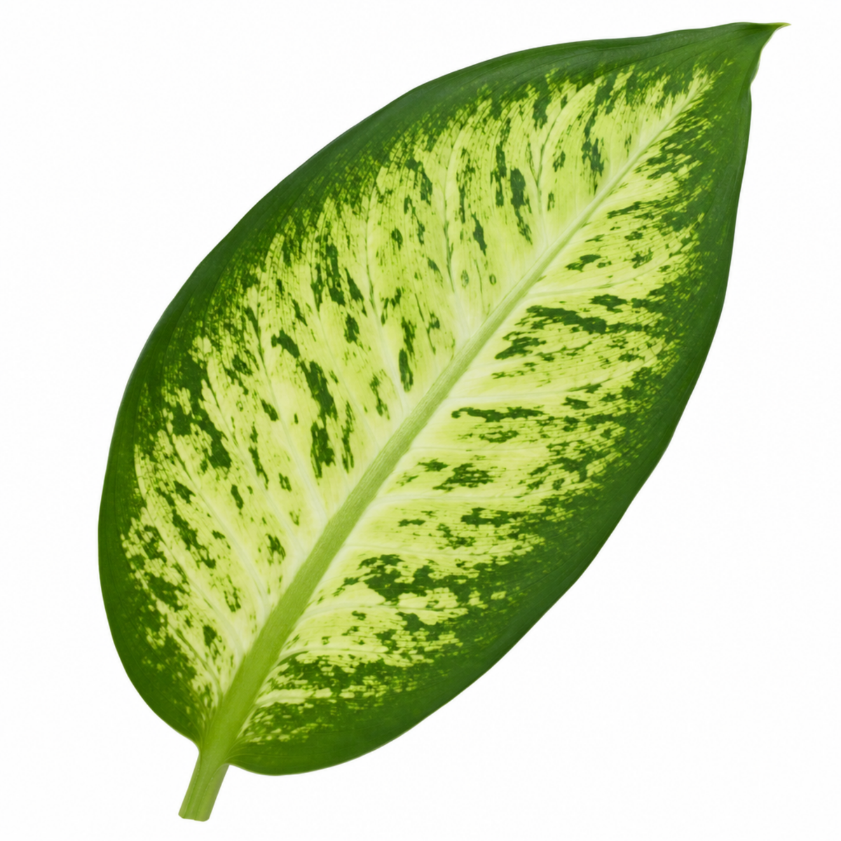 Dieffenbachia Dumb Cane houseplant with green and cream variegated leaves.