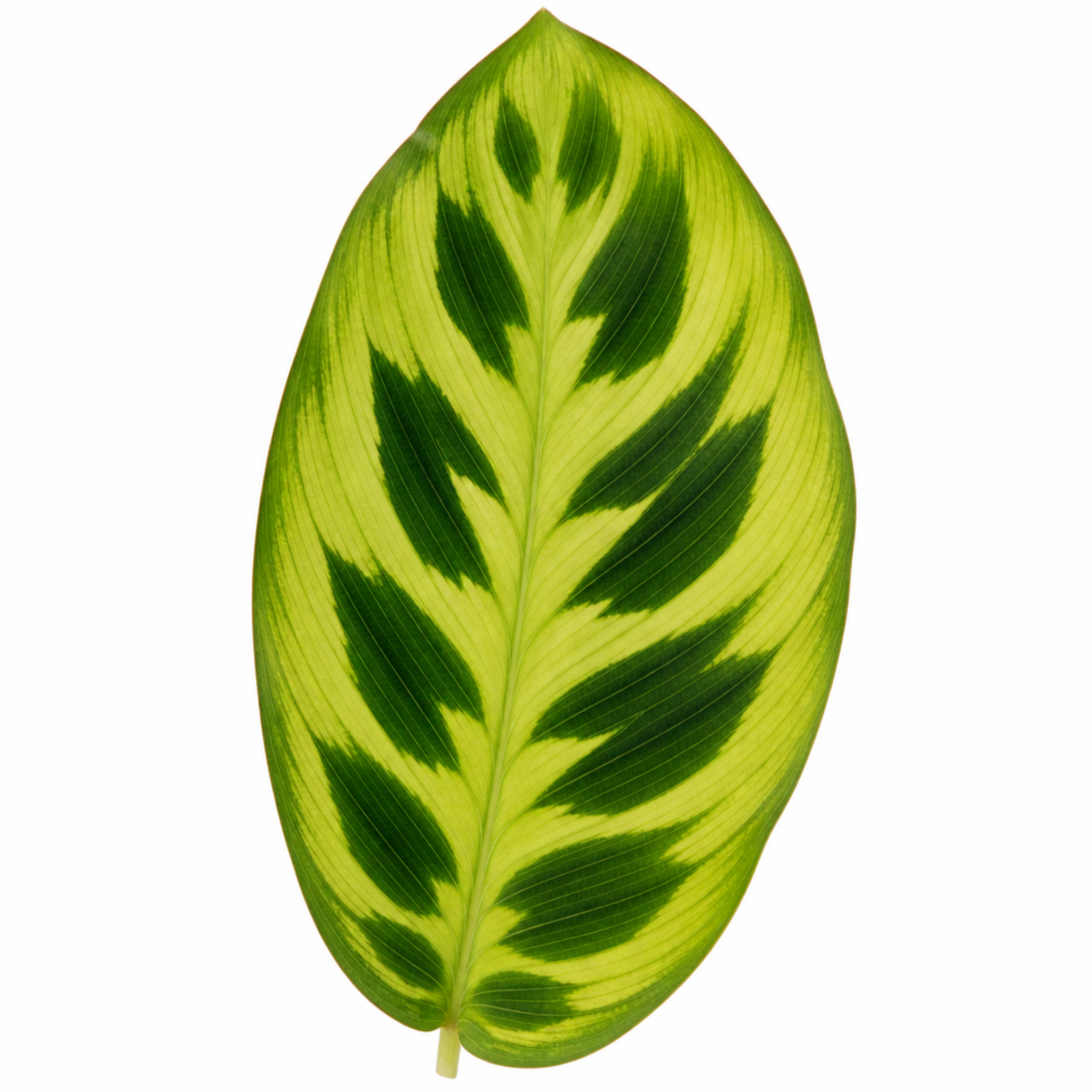 Maranta Lemon Lime prayer plant with lime green and deep green variegated leaves.