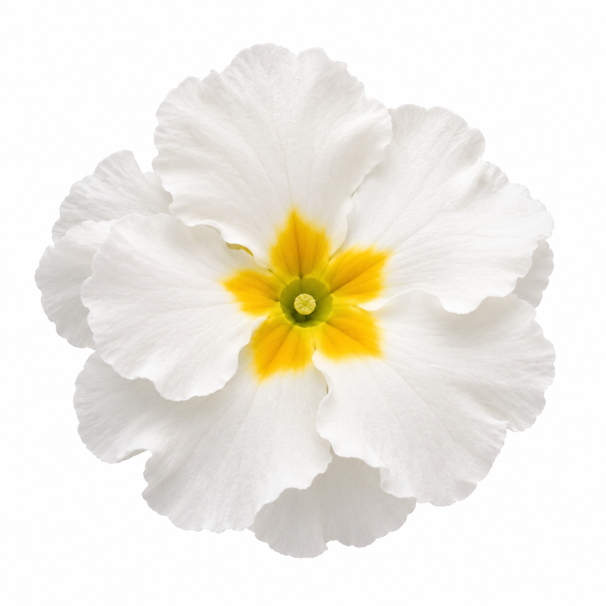 White polyanthus flowers with yellow centres above rosettes of green leaves.