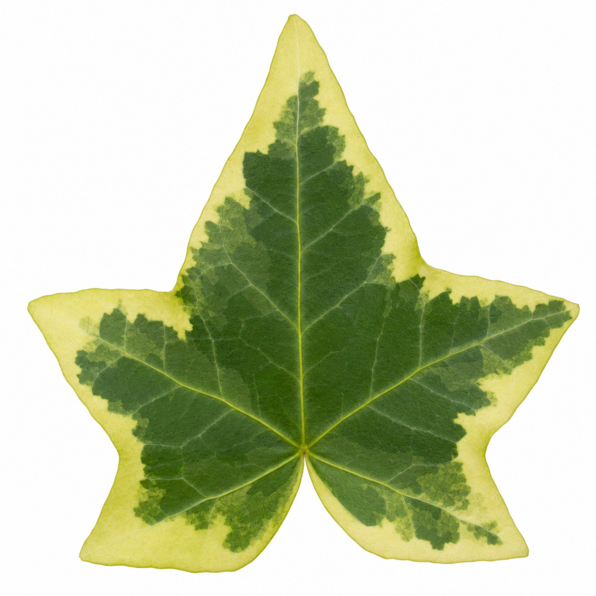Variegated ivy trailing houseplant with green and cream leaves in a pot.