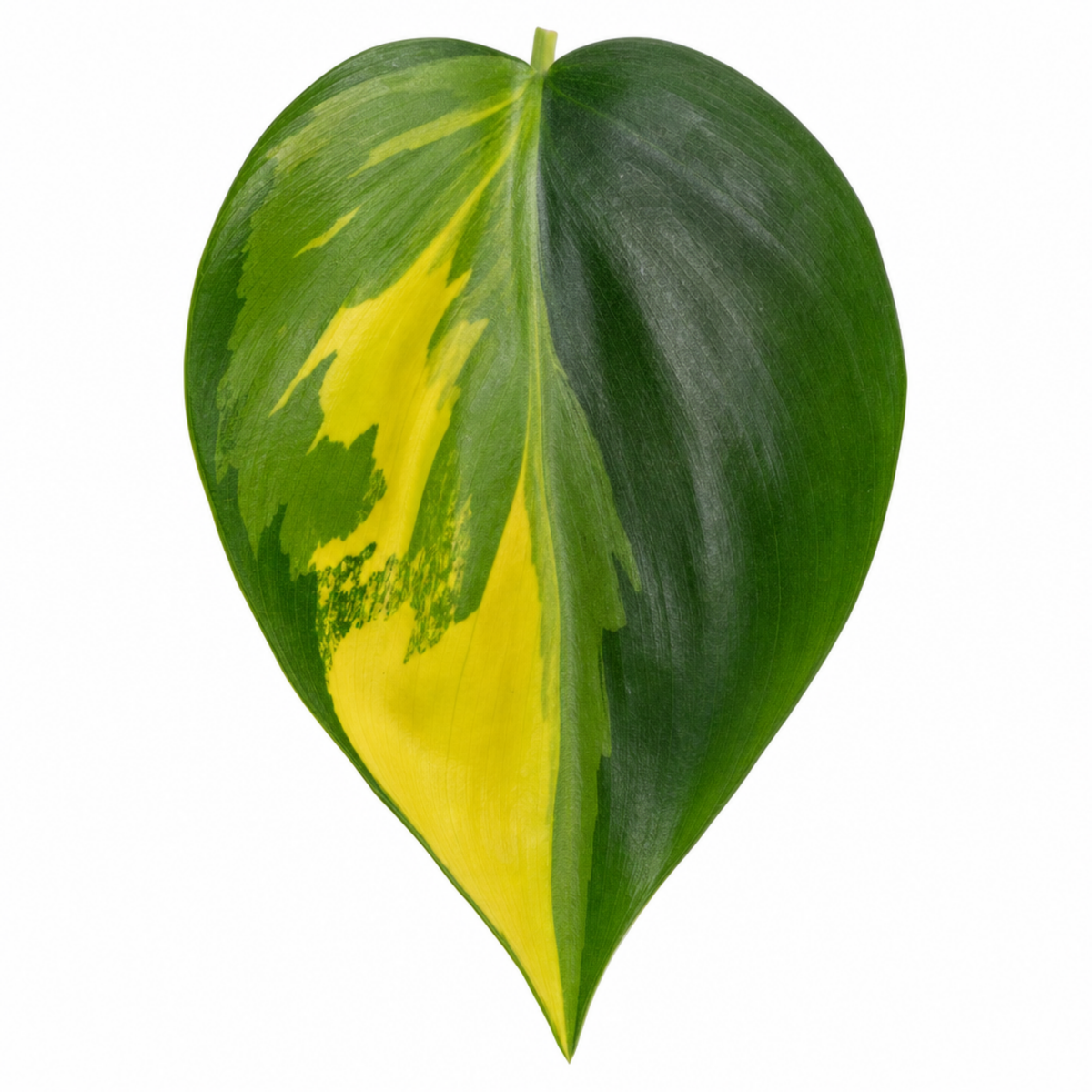 A Philodendron plant with green and lime-yellow variegated trailing leaves.