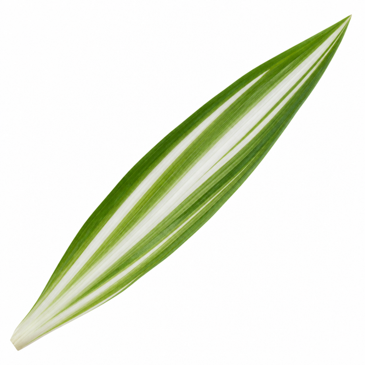 Variegated Spider Plant with creamy-white and green striped trailing leaves.