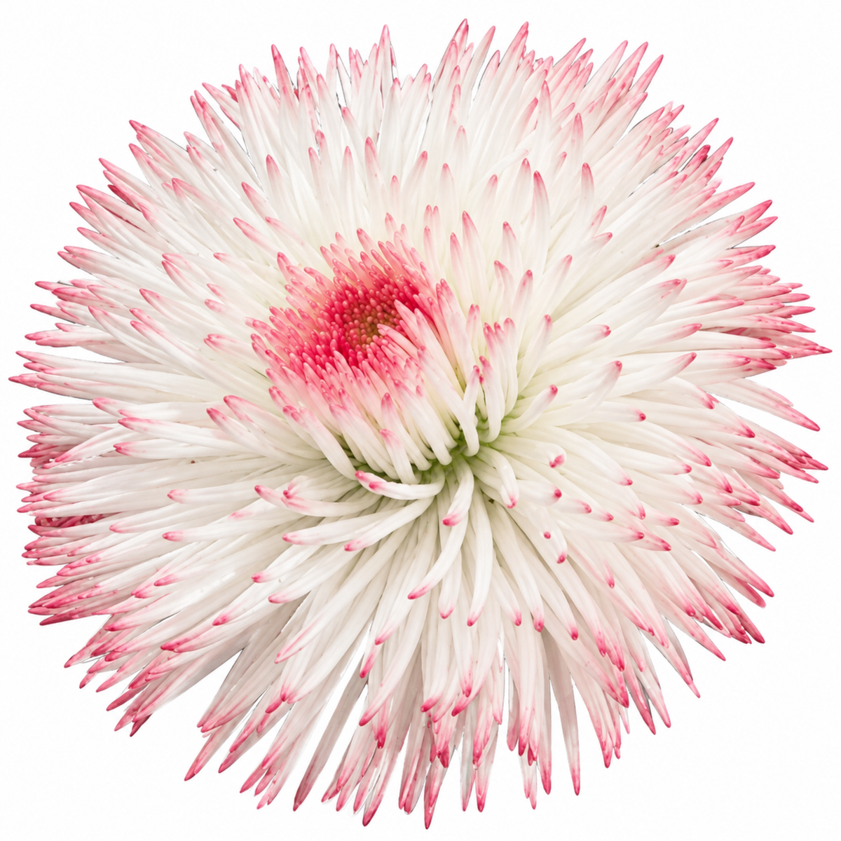 Double rose-pink English daisy flowers above dark green leaves.