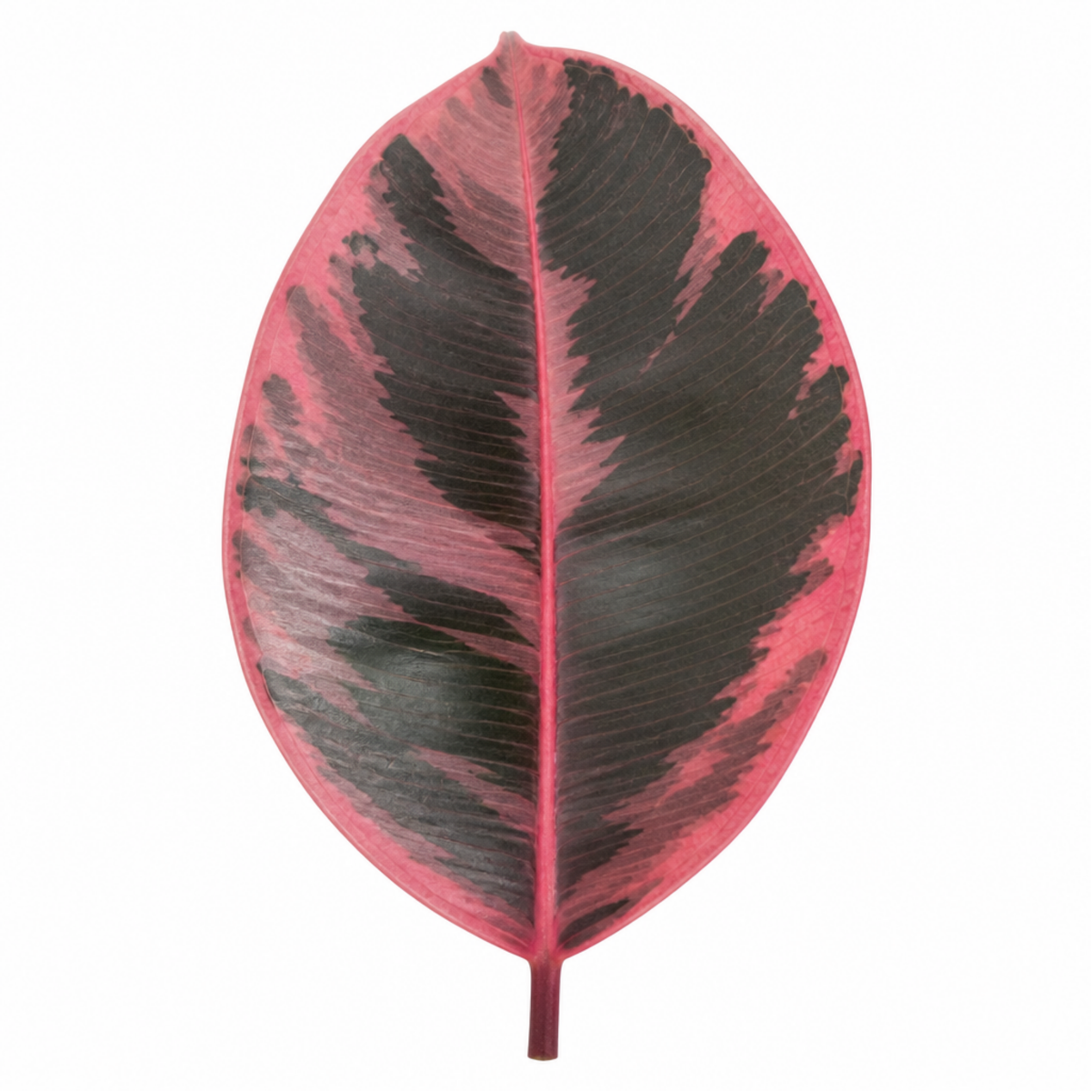 Ficus elastica 'Belize', a rubber plant with pink and green variegated leaves.