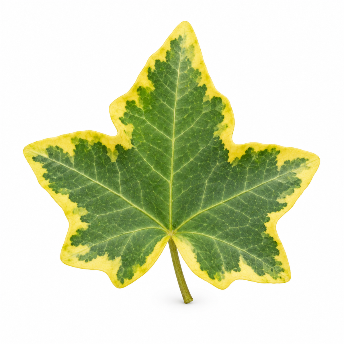 Trailing ivy plants with green leaves edged in golden yellow.