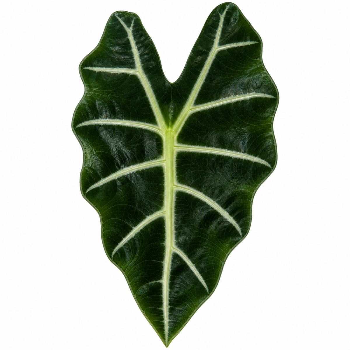 Alocasia Polly Elephant's Ear plant with deep green, white-veined leaves.