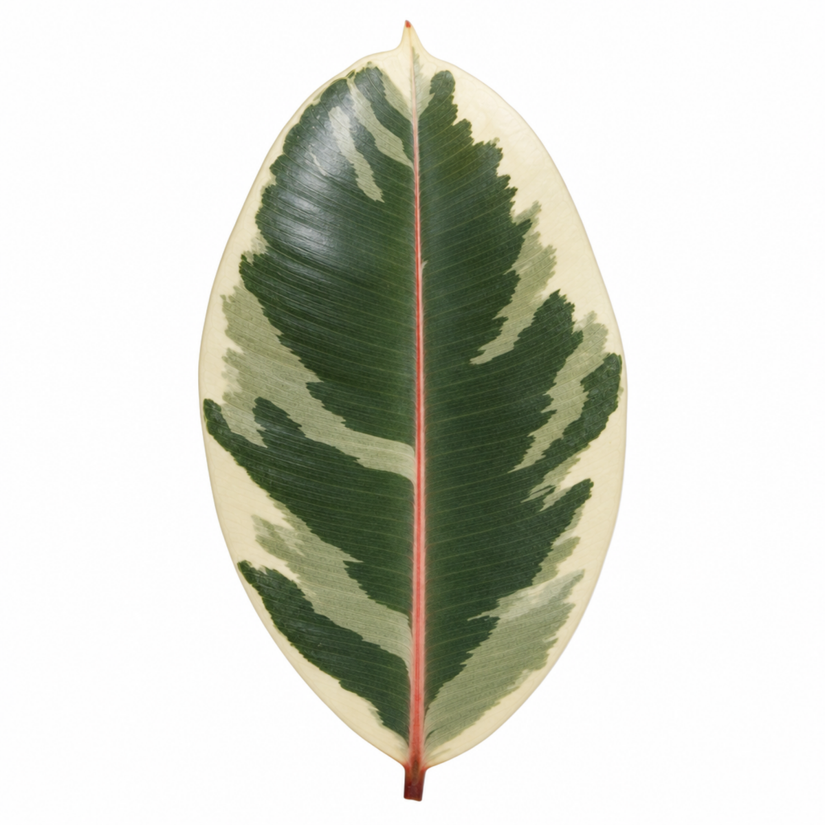 A Ficus elastica 'Tineke' variegated rubber plant with cream, green and pink leaves.