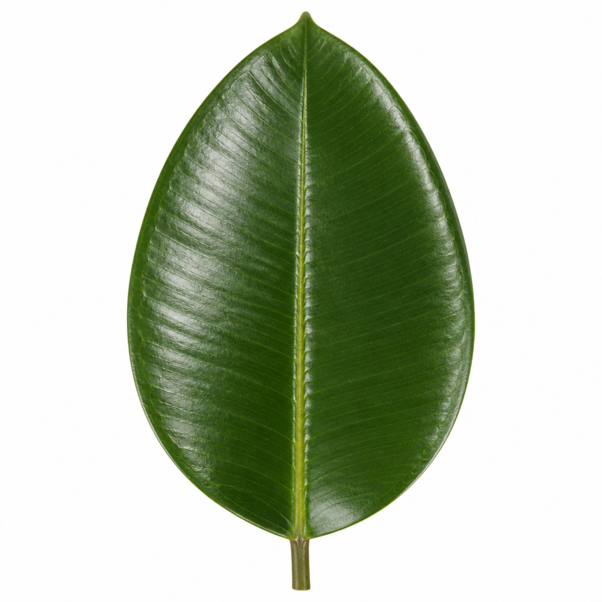 Ficus elastica 'Robusta' Rubber Plant with large glossy deep green leaves.