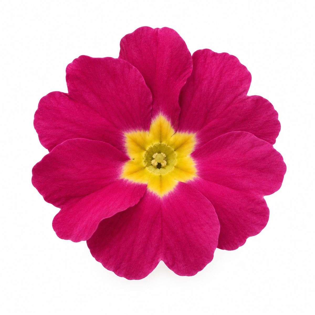 Rose-pink polyanthus flowers above deep green crinkled leaves.