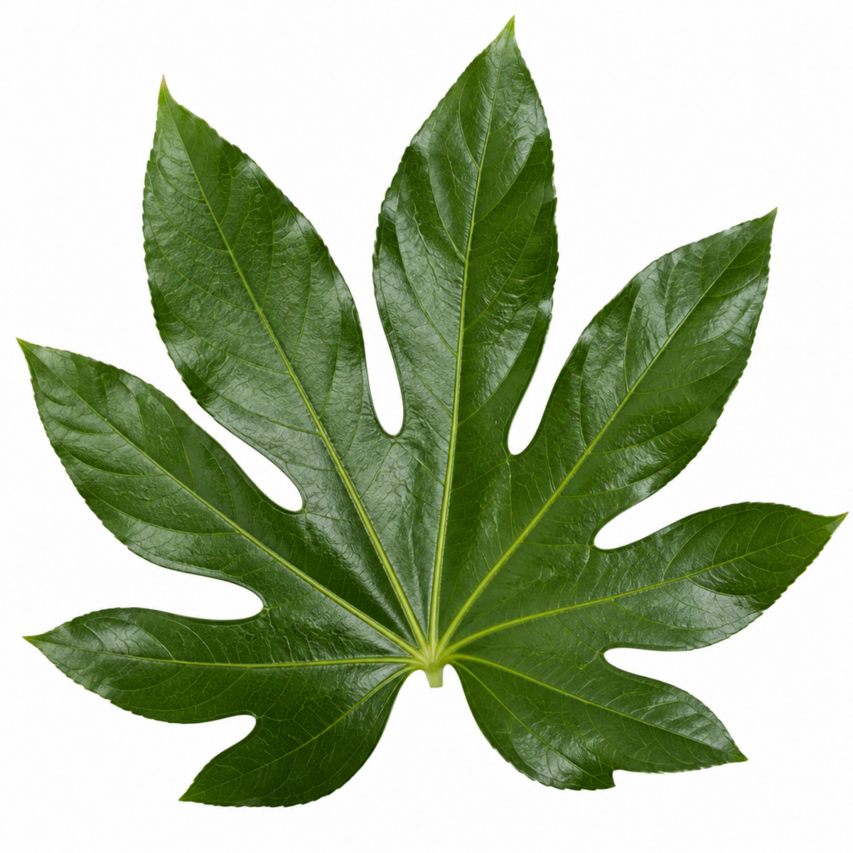 Fatsia japonica, the Paper Plant, with large glossy dark green lobed leaves.