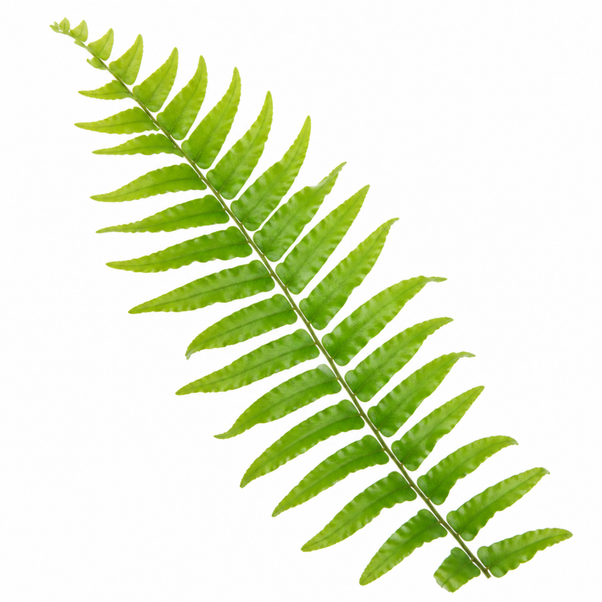 Boston Fern houseplant with lush green arching fronds.