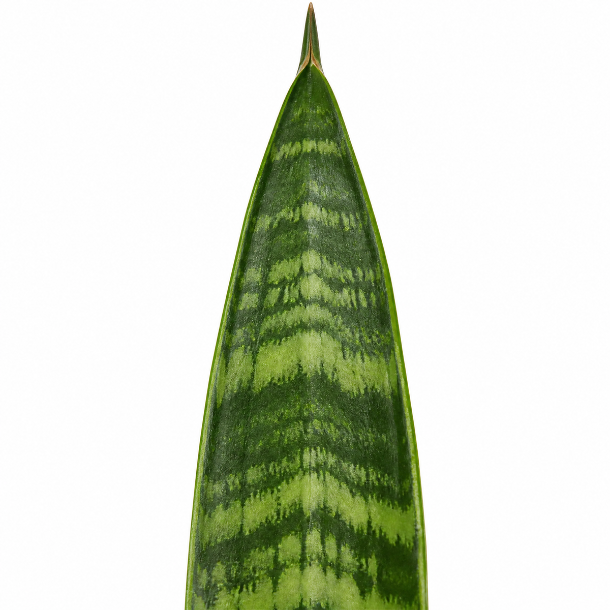 A snake plant with upright green leaves banded in creamy yellow, in a pot.