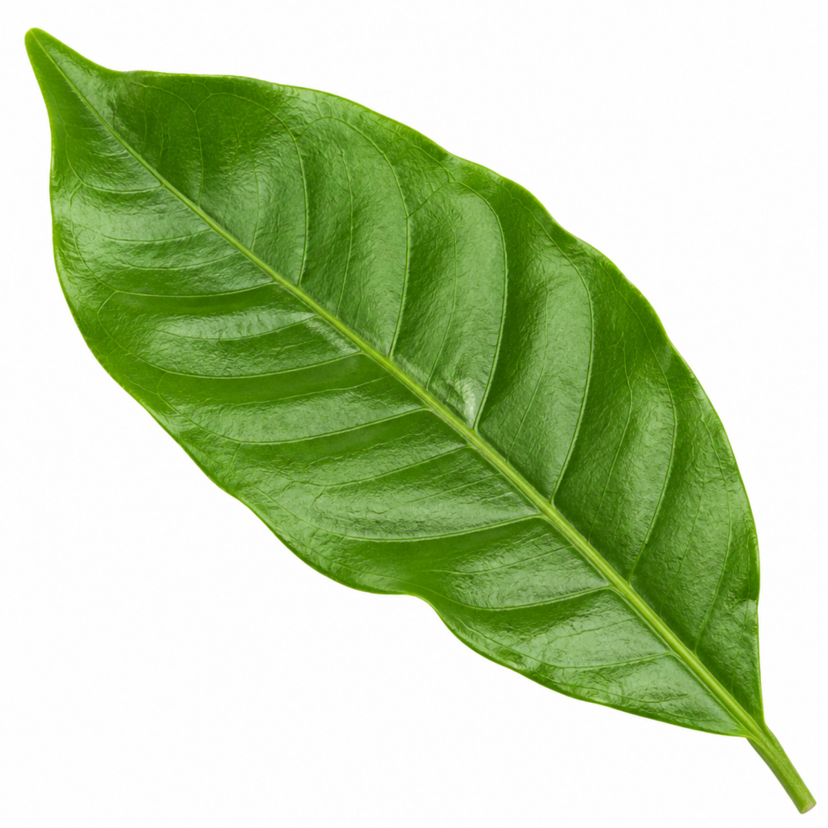 Coffea arabica coffee plant with glossy dark green leaves.