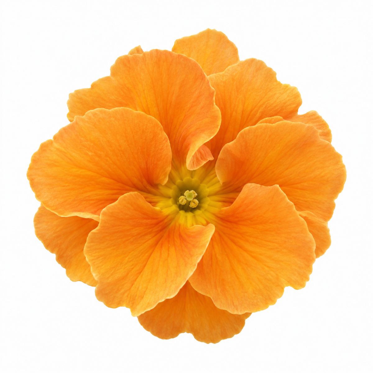 Orange polyanthus flowers with yellow centres above deep green leaves.