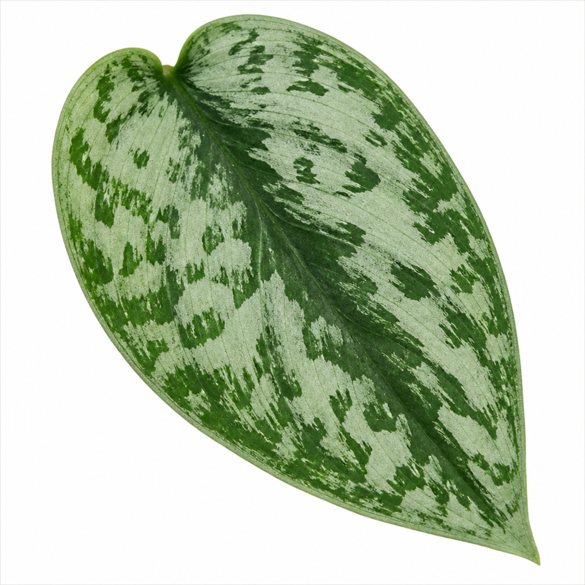 A trailing Scindapsus pictus 'Trebie' plant with dark green, silver-variegated leaves.