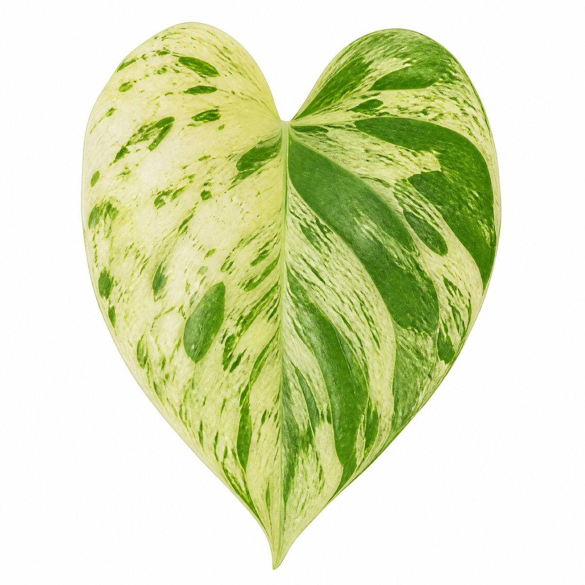 Marble Queen Pothos plant with green and white variegated trailing leaves.