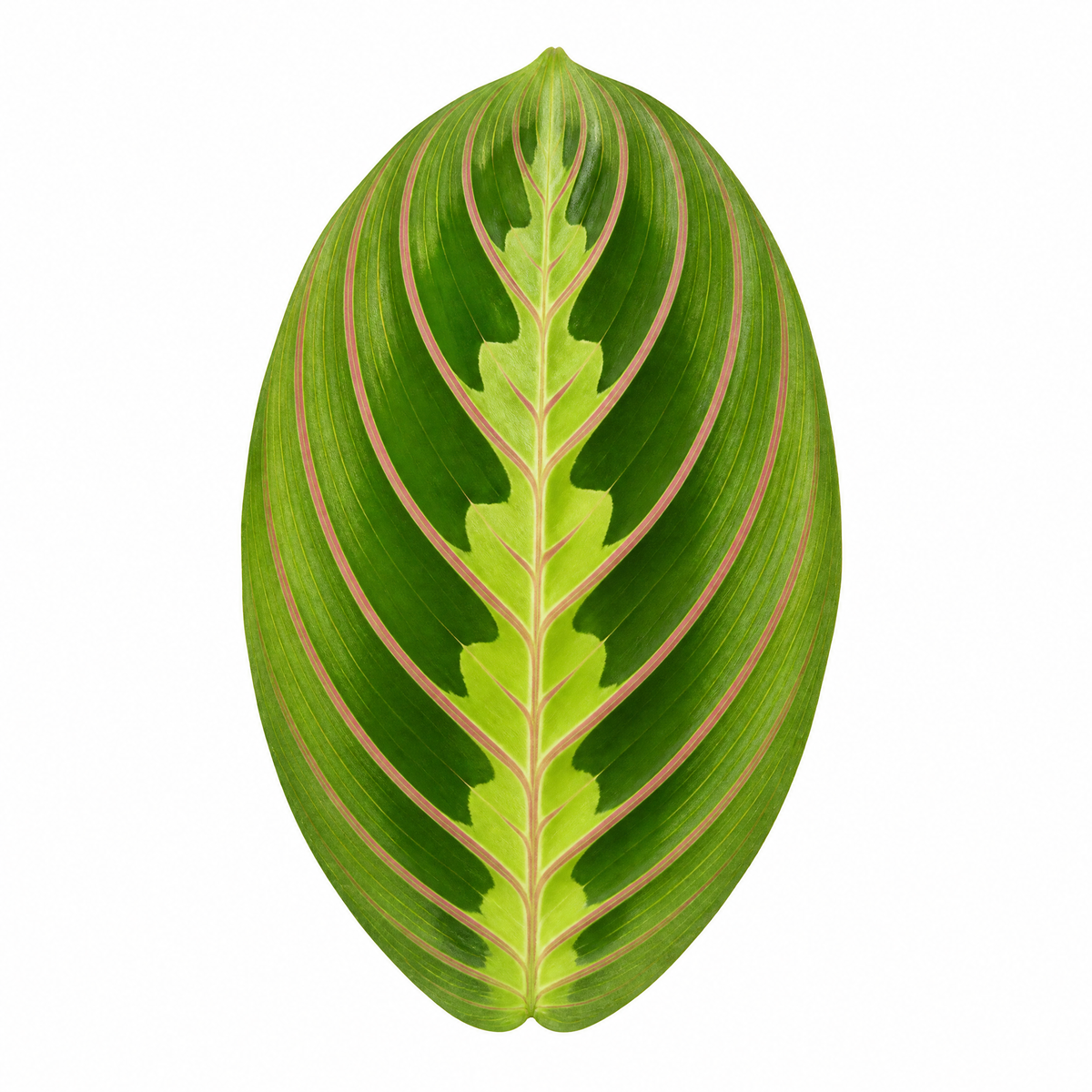 Maranta Lemon Lime Prayer Plant with lime green and yellow striped foliage.