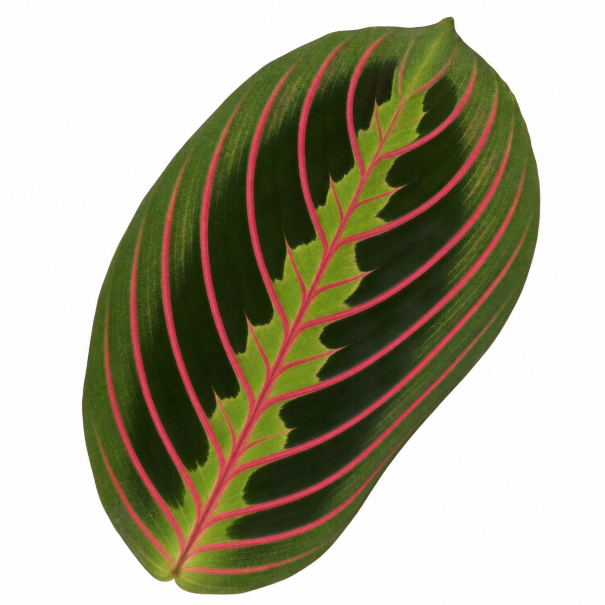 Maranta Fascinator prayer plant with deep green, red-veined leaves.