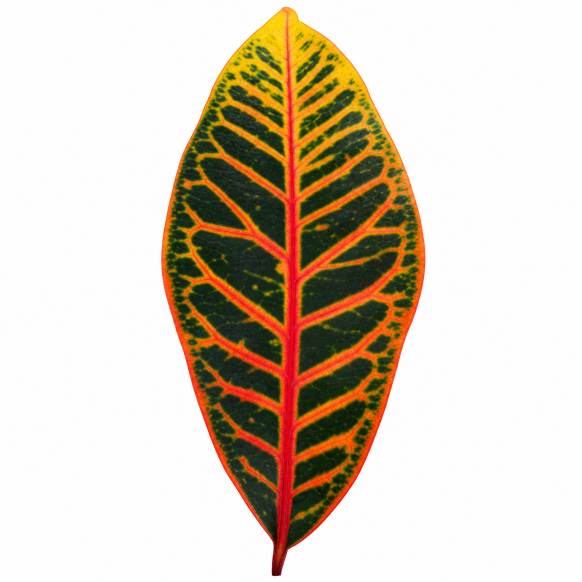 Croton 'Petra' houseplant with red, orange, yellow and green variegated leaves.