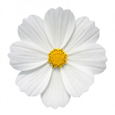 Cosmos Apollo White Plants (Set of 3 or 6)