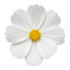Set of 3 or 6 Large Plants - Cosmos Apollo White, Ready to Plant in Your Garden, Peat-Free