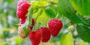 Fruit Plants