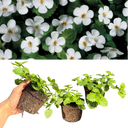 Bacopa Baja White Plants (Set of 3 or 6)